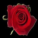 V-DAY DELIVERY IF ORDERED BY 2/11 AT 10:00AM US EASTERN. 50 Long Stem (24 Inch) Red Fresh Roses ONLY BY SPRING IN THE AIR.