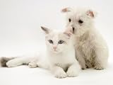 West Highland White Terrier Puppy Sniffing Blue-Eyed Ragdoll Cat's Ear Stretched Canvas Poster Print