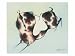 Horse Hoofing Giclee Poster Print by Zoushihua, 24x18