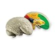 HUMAN BRAIN CROSSSECTION MODEL
