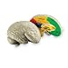 HUMAN BRAIN CROSSSECTION MODEL