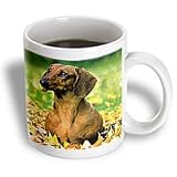 Dogs Dachshund - Smooth Dachshund - Mugs
