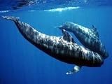To Kill a Whale