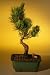 Bonsai Boy's Japanese Five Needle Pine Bonsai Tree - Mame' Style<br><i>(pinus parvifolia)</i>