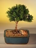 Bonsai Boy's Shimpaku Bonsai Tree Bonsai Tree - Large<br><i>(shimpaku itoigawa)</i>