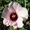 Rose Mallow (Hibiscus militaris) - Jumbo Wildflower Seed Packet