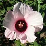 Rose Mallow (Hibiscus militaris) - Jumbo Wildflower Seed Packet
