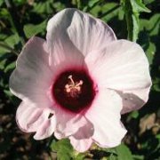 Rose Mallow (Hibiscus militaris) - Jumbo Wildflower Seed Packet