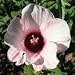 Rose Mallow (Hibiscus militaris) - Jumbo Wildflower Seed Packet