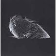 Coldplay : The Scientist [DVD Single]