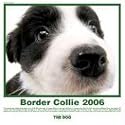 The Dog Border Collie 2006 Calendar (Artlist Collection)