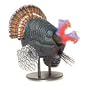 Bobble Head Turkey
