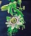 Passion Flower - 1 Pkt. (30 seeds)