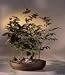Purple Beech Bonsai Tree.(fagus sylvatica 'purpurea')