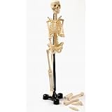 DIY Skeleton Model