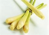Lemon grass Fresh 12 Stalks
