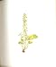 Perrin Ltd Ed 1914 Flowering Plant The Wall Pennywort