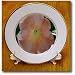 Macros Angel Trumpet An Orange Flower - 8 Inch Porcelain Plate