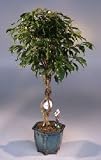 Golf Ball Ficus Bonsai Tree - Large.With Miniature Golfer Figurine.(Ficus Benjamina)