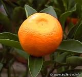 Calamondin Tree Terra Cotta