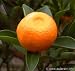 Calamondin Tree Terra Cotta