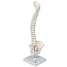 3B Scientific A18/20 Plastic Mini Human Spinal Column, Flexible, Anatomically Detailed, 15.7" Height