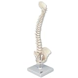 3B Scientific A18/20 Mini Human Spinal Column, Flexible, Anatomically Detailed, 15.7" Height
