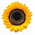 Common Sunflower Flower Die-Cut Photographic Magnet