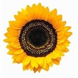 Common Sunflower Flower Die-Cut Photographic Magnet