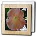Macros Angel Trumpet An Orange Flower - 6 Inch Tile Napkin Holder
