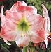 Outdoor Living : Flower Bulb Sale: Famous "Apple Blossom" Amaryllis with huge, luscious pink flowers.