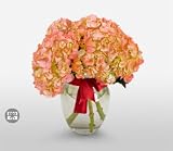 Carnation - Radiance