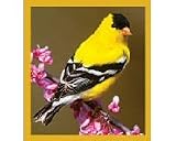 Goldfinch