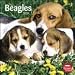 beagle2 - Beagles 2010 Wall Calendar