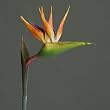 artificial bird of paradise
