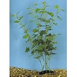 Hydrocotyle Silk Plant - Bushy - 13 in.