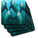 Dolphins - Curious Dolphins - Coasters
