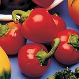Pepper Seeds - Pepper Cherry Pick Hybrid