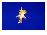 Goldfish with Bulging Eyes, Goldfish Photographic Poster Print, 32x24