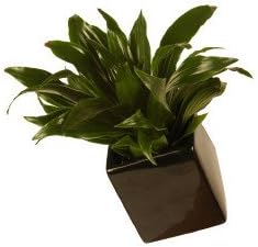 Cube Wall Planter Size: Small, Color: Matte White