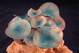 Red Sea Fish Pharm Ltd Sea Deco Discosoma Blue