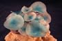 Coral Discosoma Blue/S