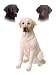 Chocolate Lab Life Size K-9 Kreations Statue