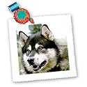 Dogs Alaska Malamute - Alaska Malamute - Quilt Squares