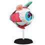 Eyeball Anatomy Model