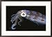 A Caribbean reef squid swims through inky black water Framed Art Print by Brian J. Skerry, 29
