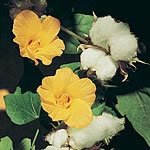 Outdoor Living : Cotton Plant Seeds (Eden Project range) (1 Pkt - 12 Seeds)