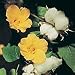 Cotton Plant Seeds (Eden Project range) (1 Pkt - 12 Seeds)