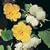 Cotton Plant Seeds (Eden Project range) (1 Pkt - 12 Seeds)