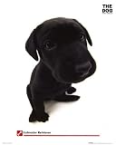 Dog - Labrador Mini Poster, 16